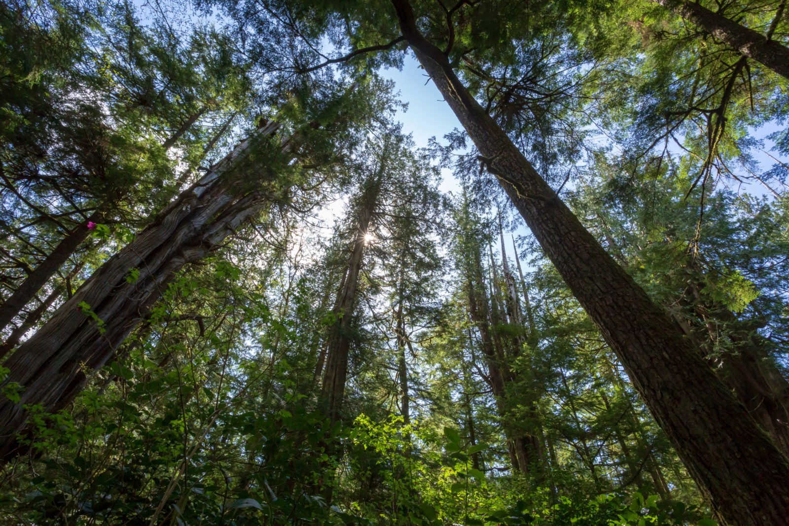Cedar,Forest,,Meares,Island,,British,Columbia