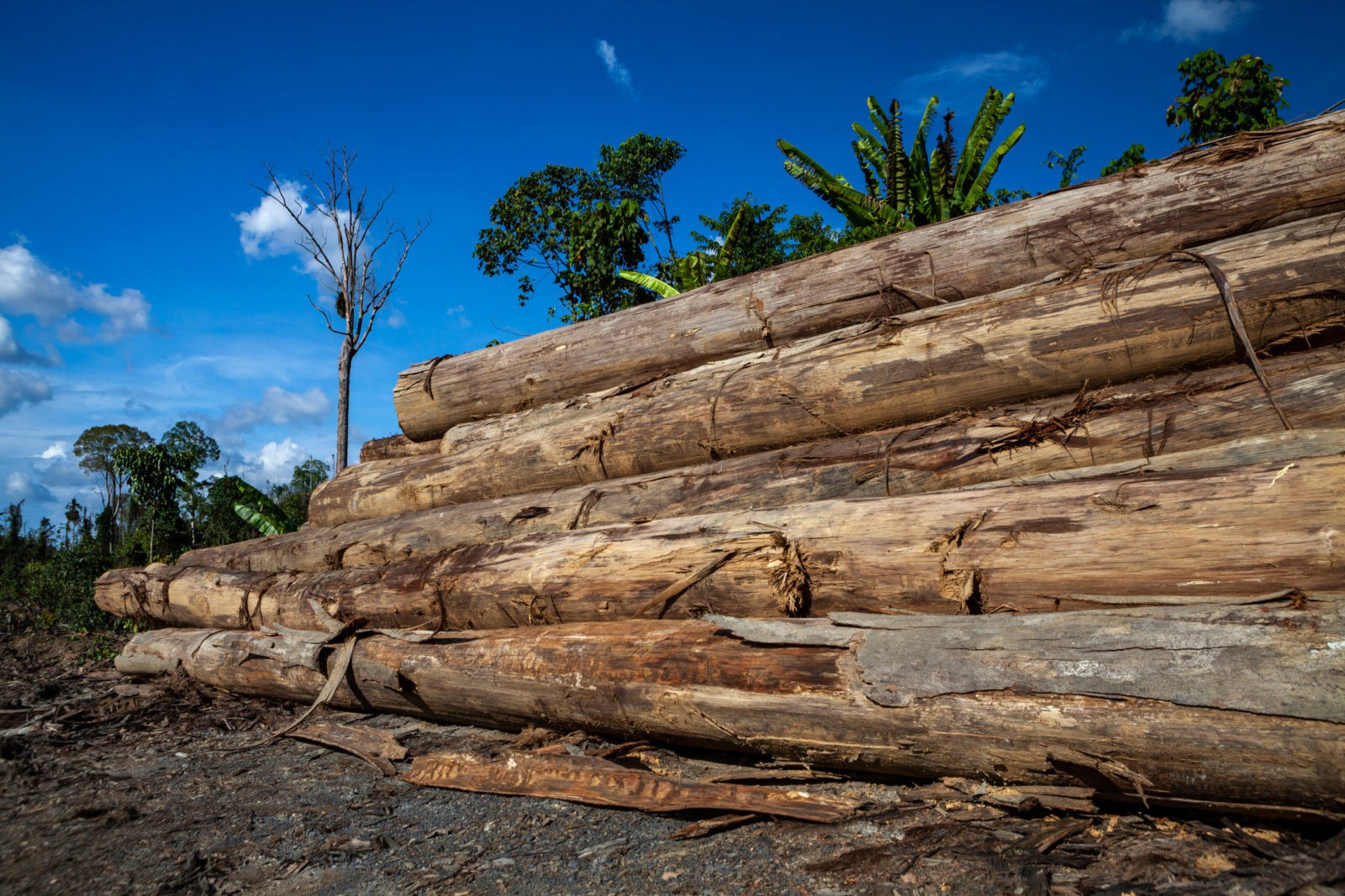 Piles,Of,Logs,From,Logging,Forest,Clearing,For,Oil,Palm